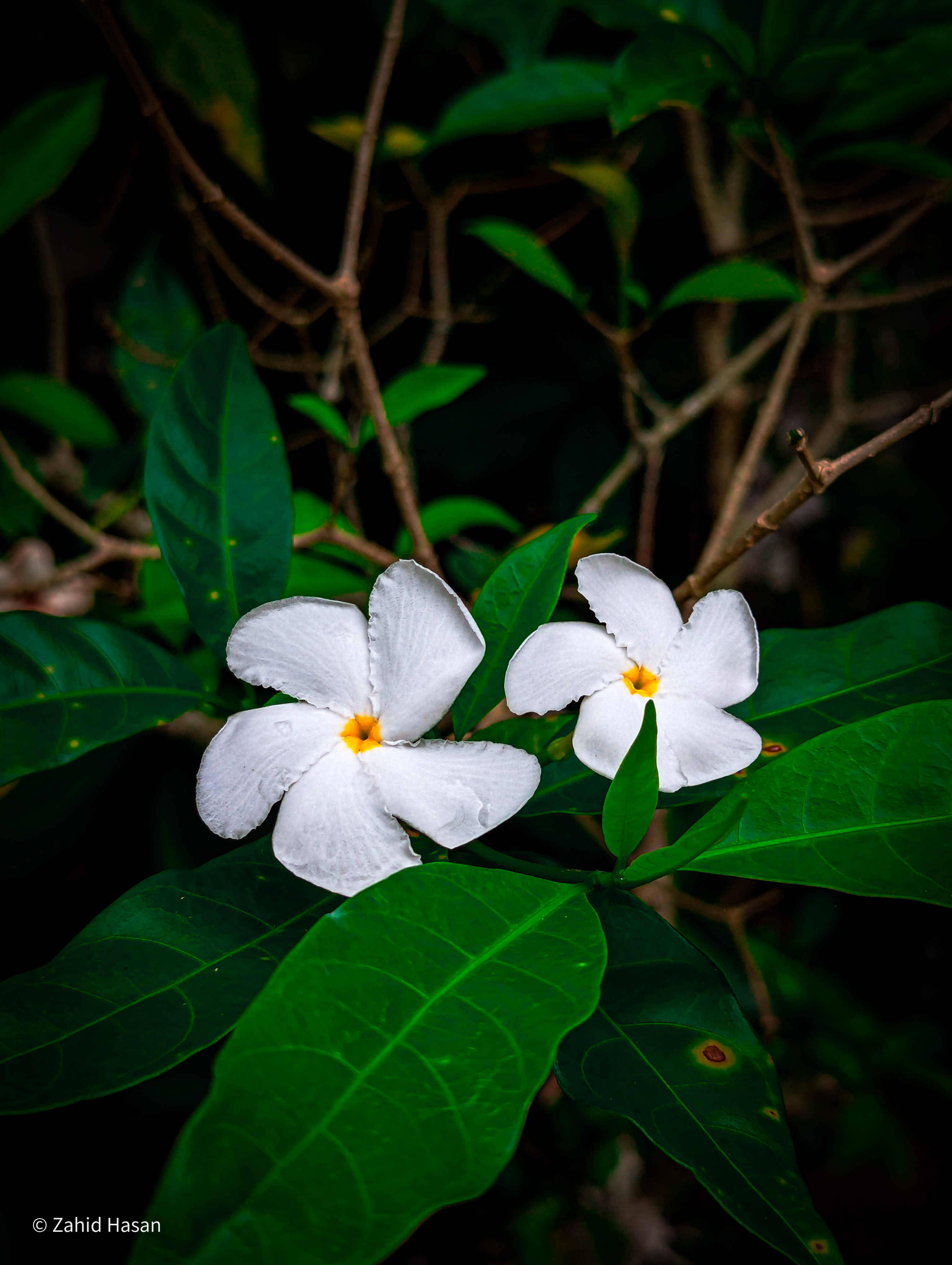 নাপিত্তাছড়া ট্রেইলের সৌন্দর্য