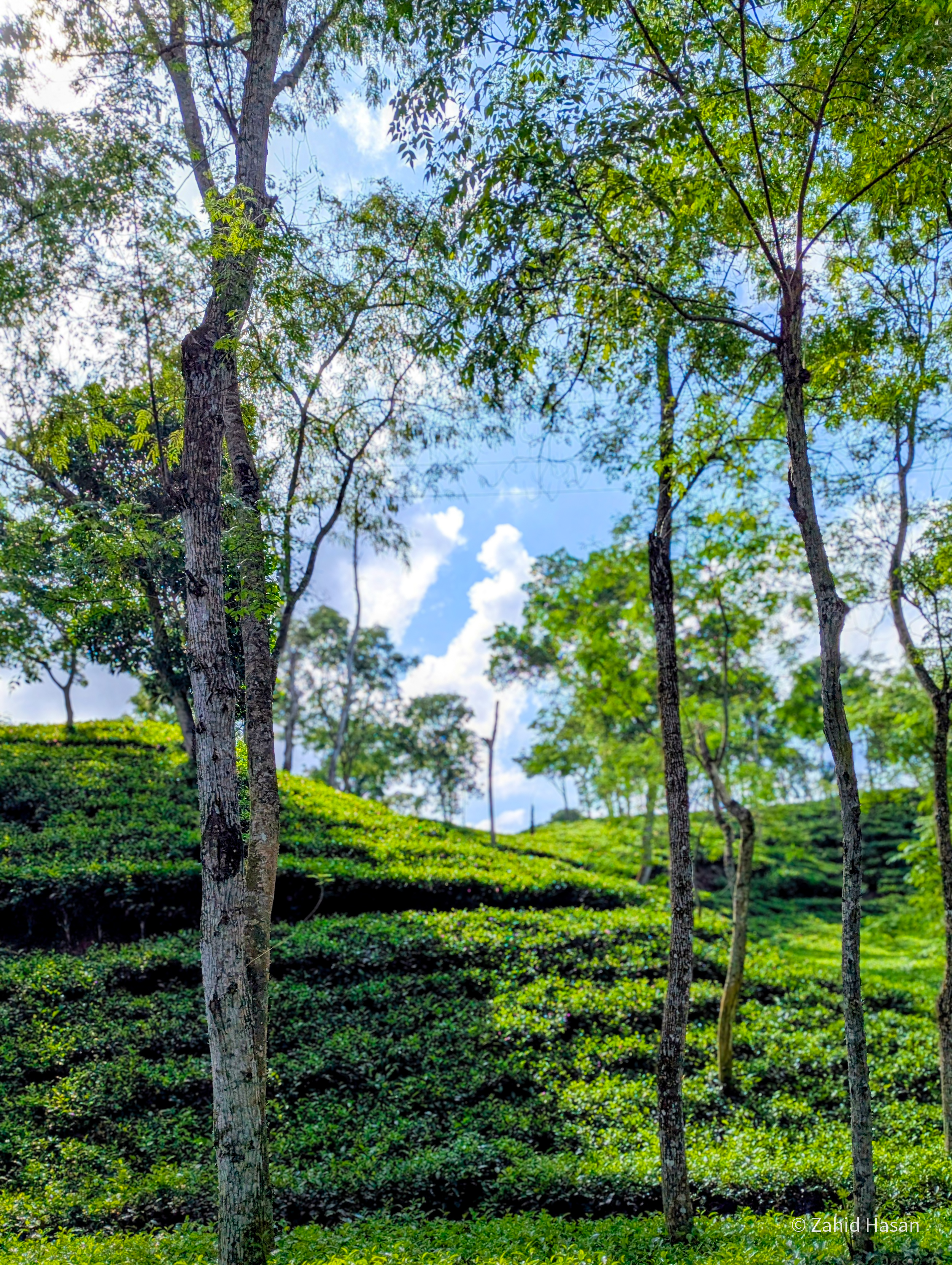 প্রকৃতির ল্যান্ডস্কেপ